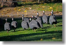 images/California/Sonoma/SafariWest/Birds/kenya-crested-guineafowl-4.jpg