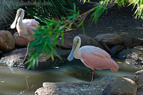 roseate-spoonbill-1.jpg