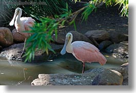 images/California/Sonoma/SafariWest/Birds/roseate-spoonbill-1.jpg