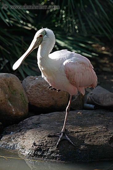 roseate-spoonbill-3.jpg