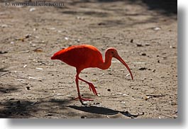 images/California/Sonoma/SafariWest/Birds/scarlet-ibis-03.jpg