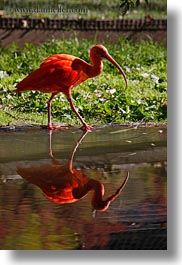 images/California/Sonoma/SafariWest/Birds/scarlet-ibis-10.jpg