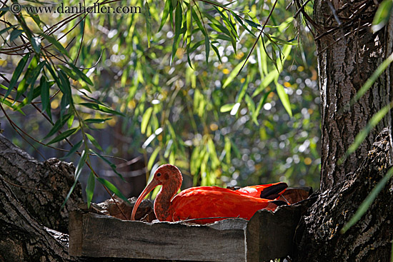 scarlet-ibis-13.jpg