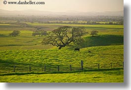 images/California/Sonoma/Scenics/green-hills-n-cows-4.jpg