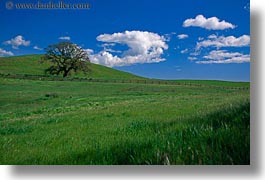 images/California/Sonoma/Trees/lone-tree-clouds-n-green-fields-1.jpg