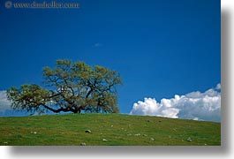images/California/Sonoma/Trees/lone-tree-clouds-n-green-fields-2.jpg