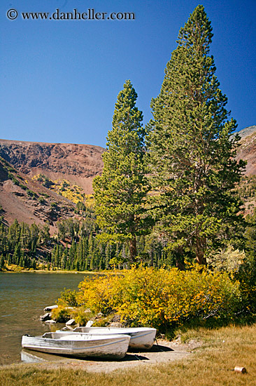 fishing-boats-n-trees.jpg