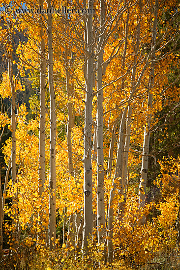 yellow-aspens-1.jpg