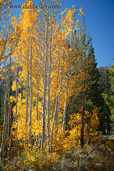 yellow-aspens-2.jpg