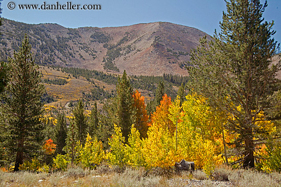 yellow-aspens-5.jpg