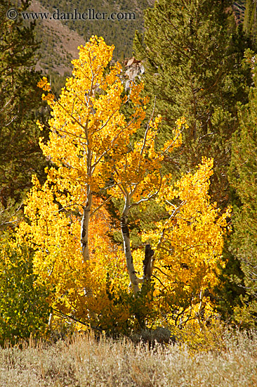 yellow-aspens-7.jpg