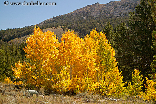 yellow-aspens-8.jpg