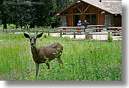 images/California/Yosemite/Animals/deer-n-people-1.jpg