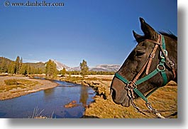images/California/Yosemite/Animals/horse-n-stream.jpg