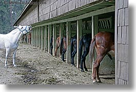 images/California/Yosemite/Animals/horses-in-stable-2.jpg