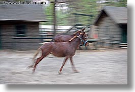 images/California/Yosemite/Animals/horses-running.jpg