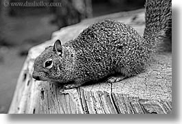 images/California/Yosemite/Animals/squirrel-1-bw.jpg