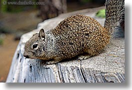 images/California/Yosemite/Animals/squirrel-1.jpg