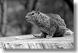 images/California/Yosemite/Animals/squirrel-2-bw.jpg