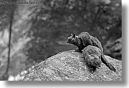images/California/Yosemite/Animals/squirrel-4-bw.jpg