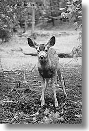 images/California/Yosemite/Animals/standing-deer-bw.jpg