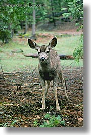 images/California/Yosemite/Animals/standing-deer.jpg