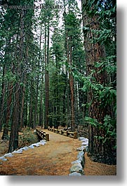 images/California/Yosemite/Bridges/bridge-thru-forest-1.jpg