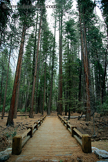 bridge-thru-forest-2.jpg