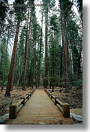 images/California/Yosemite/Bridges/bridge-thru-forest-2.jpg