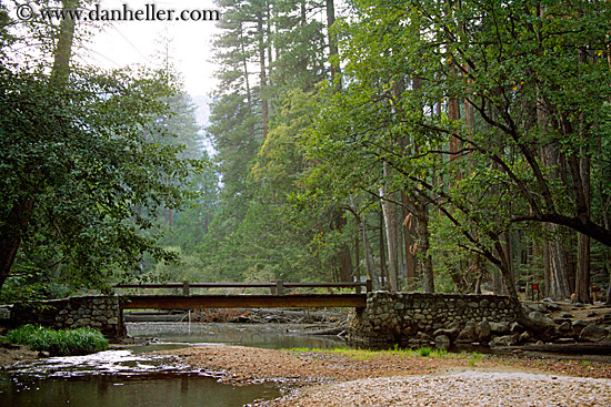 curved-tree-over-bridge-2.jpg