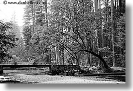 images/California/Yosemite/Bridges/curved-tree-over-bridge-bw.jpg