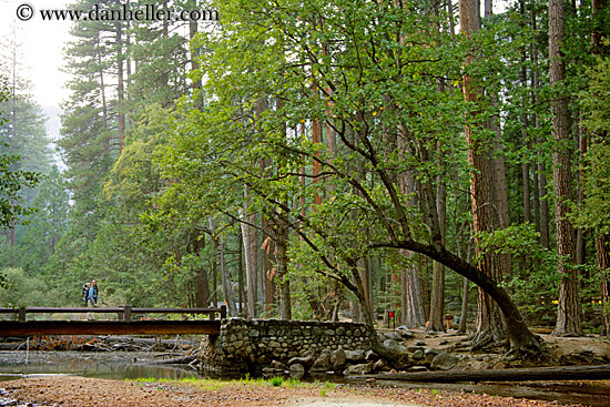 jnj-on-bridge-n-redwoods-2.jpg