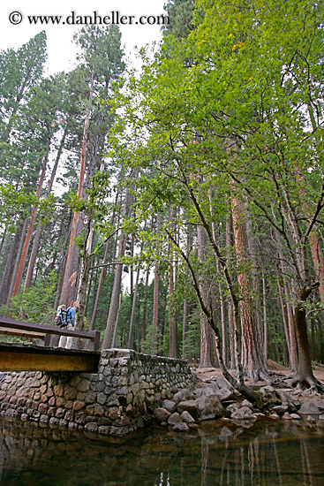 jnj-on-bridge-n-redwoods-9.jpg