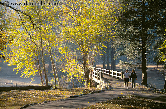 trees-walking-bridge-2.jpg