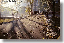 images/California/Yosemite/Bridges/trees-walking-bridge-3.jpg