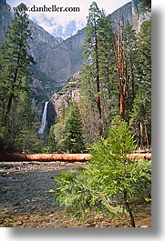 images/California/Yosemite/Falls/YosemiteFalls/yosemite-falls-sapling.jpg