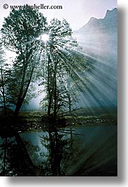images/California/Yosemite/Fog/tree-light-glint1.jpg