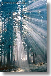 images/California/Yosemite/Fog/trees-slant-light.jpg