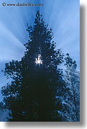 images/California/Yosemite/Fog/trees-star-light.jpg