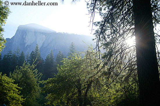 half_dome-morning-n-trees-3.jpg