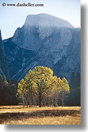 images/California/Yosemite/Mountains/HalfDome/half_dome-n-trees-b.jpg