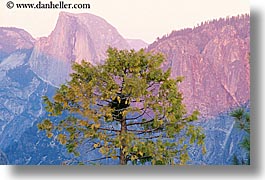 images/California/Yosemite/Mountains/HalfDome/half_dome-n-trees-c.jpg