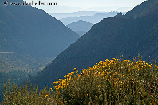 wildflowers-n-layered-mtns-1.jpg