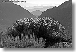images/California/Yosemite/Mountains/wildflowers-n-layered-mtns-2.jpg