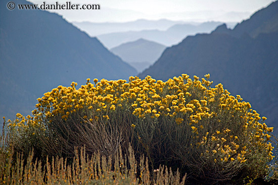 wildflowers-n-layered-mtns-3.jpg