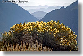 images/California/Yosemite/Mountains/wildflowers-n-layered-mtns-3.jpg