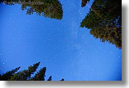 images/California/Yosemite/Nite/stars-n-trees-1.jpg