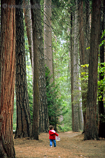 toddler-in-woods-2.jpg