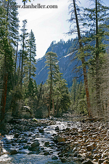 trees-n-stream.jpg