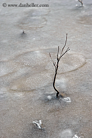 branches-in-ice-2.jpg